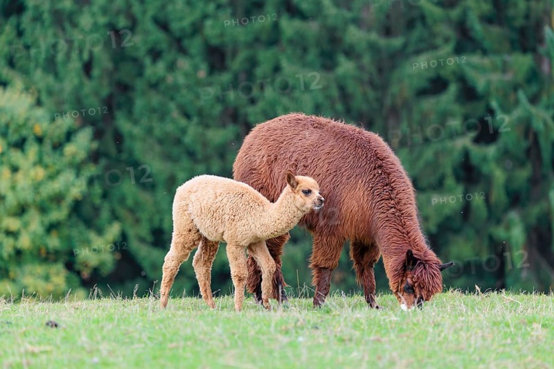 A young white alpaca (Vicugna pacos) stands next to its brown mother on a green meadow on hilly terrain. Captive, Slovakia