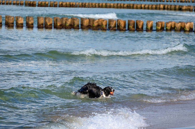 Dog, border collie fetches a ball from the Baltic Sea, Ahrtenshoop, Darß, Mecklenburg-Western Pomerania, Germany