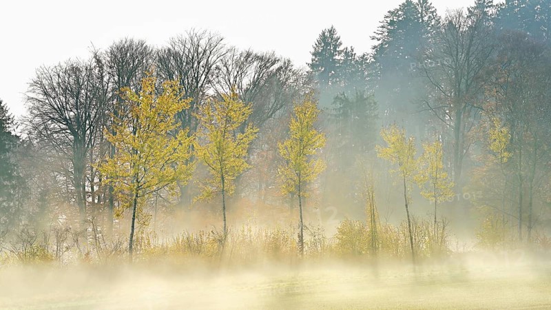 Autumnal birch trees (Betula pendula), in fog, Beinwil-Freiamt, Canton, Aargau, Switzerland