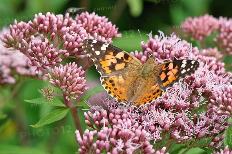 Safflower (Vanessa cardui) on a flower of the common water forest (Asteraceae) on a forest path, close-up, Wilnsdorf, North Rhine-Westphalia, Germany