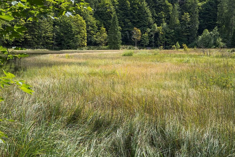 Landscape near Suttensee, wetland, Mangfall Mountains, Rottach-Egern, Upper Bavaria, Bavaria, Germany