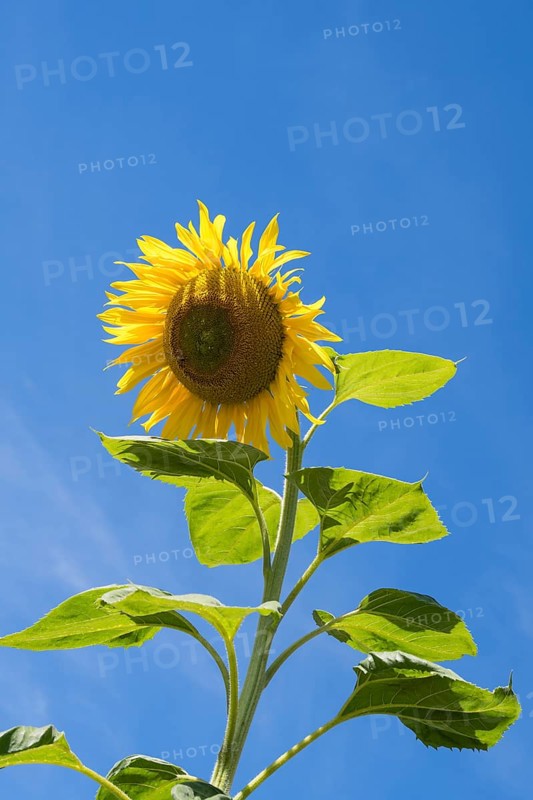 Sunflower (Helianthus annuus) against a blue sky, Bavaria, Germany