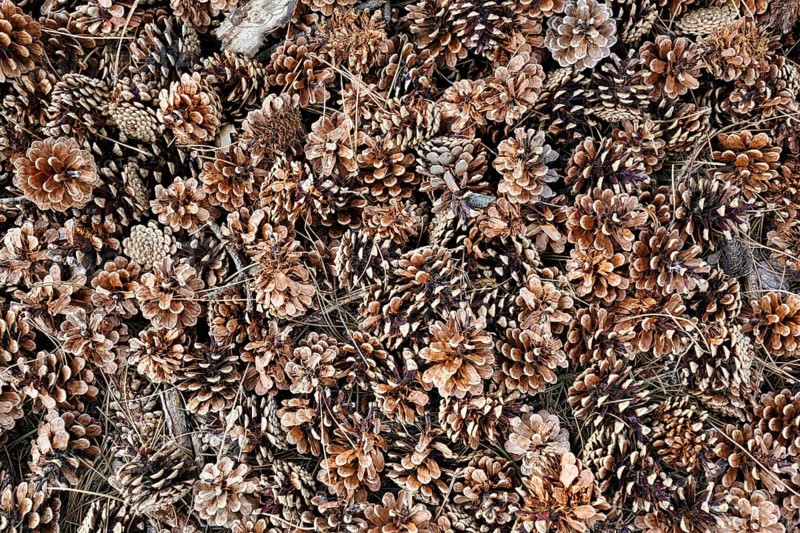 Countless dry pine cones (Pinus), Scots pine (Pinus sylvestris), forest floor, view from above, Bornholm, Denmark