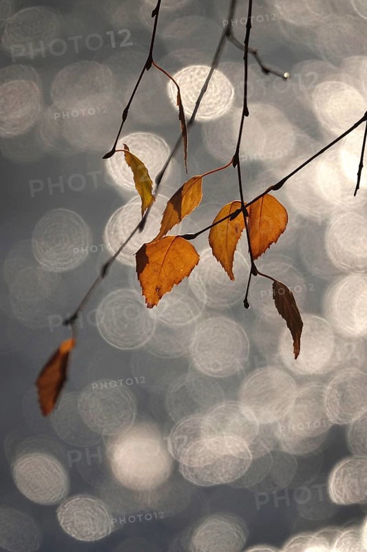 Last autumn leaves with beautiful bokeh, late autumn, Germany