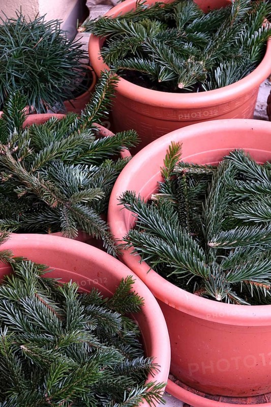 Pine branches as frost protection on flower pots, winter, Germany