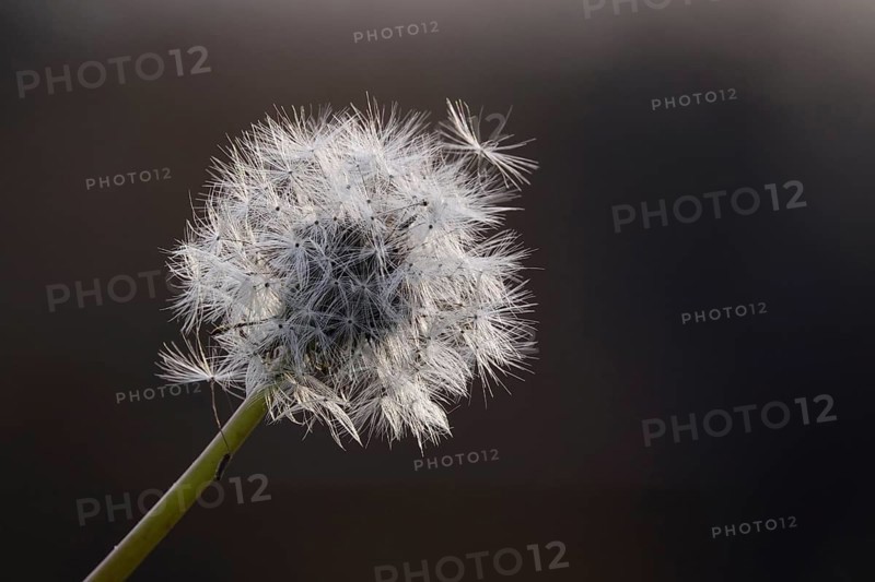 Dandelion in late autumn, macro photography
