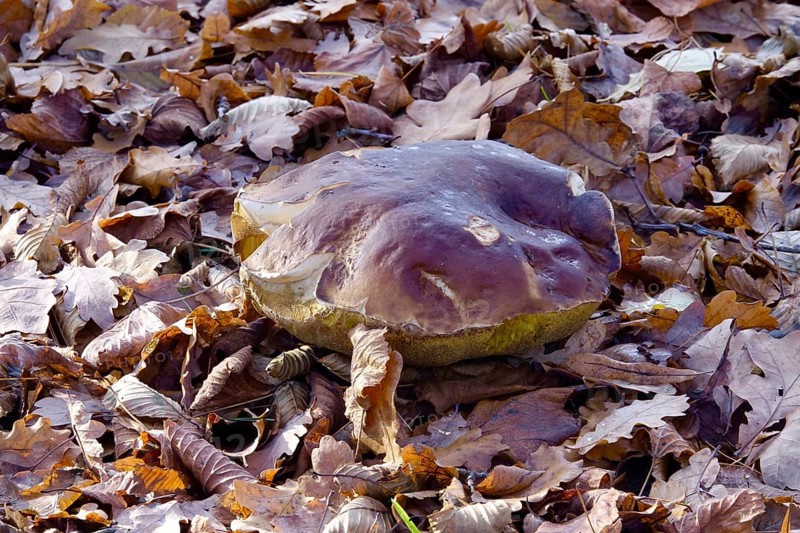 Mushroom in late autumn, Germany