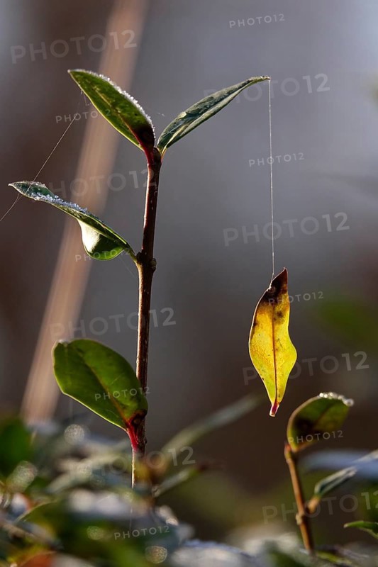 Leaf on a silk thread, autumn, Germany