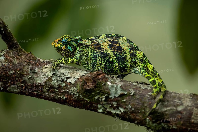 Three-horned chameleon (Trioceros jacksonii), female, Bwindi Impenetrable Forest National Park, Uganda