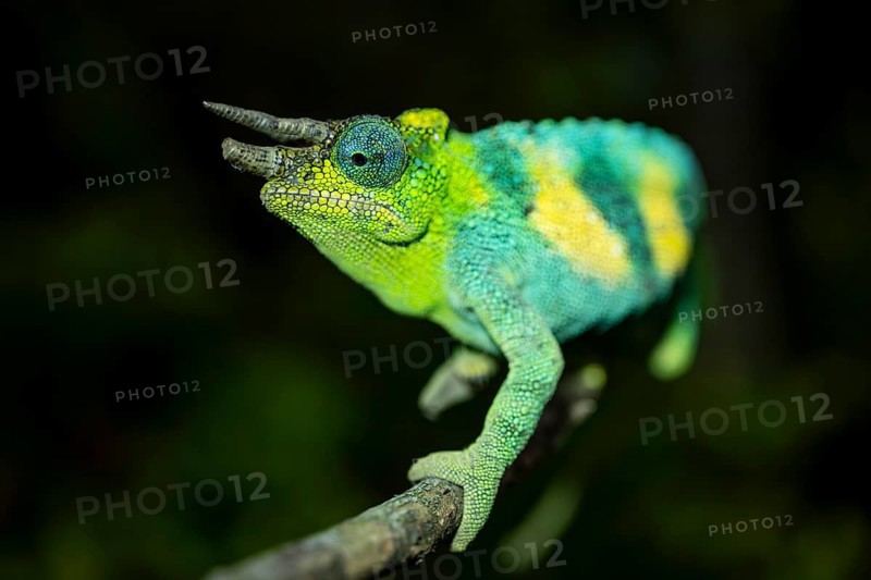 Three-horned chameleon (Trioceros jacksonii), male, Bwindi Impenetrable Forest National Park, Uganda