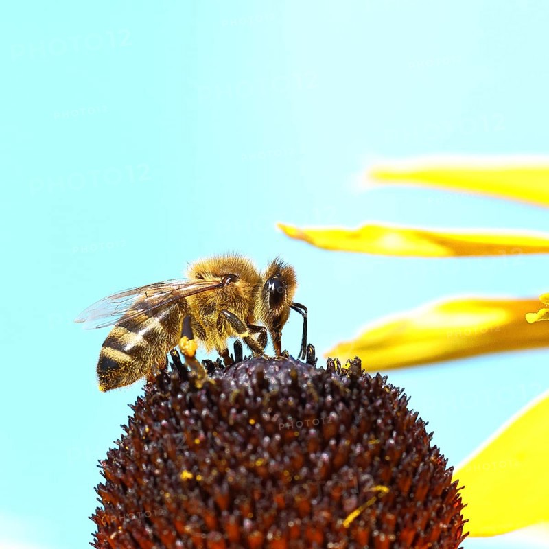 European honey bee (Apis mellifera), collecting nectar from a flower of yellow coneflower (Echinacea paradoxa), macro photo, Wilnsdorf, North Rhine-Westphalia, Germany