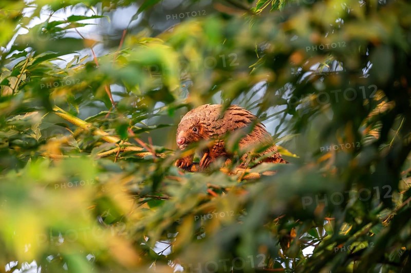 Pangolin climbing a tree, white-bellied pangolin (Phataginus tricuspis, Manis tricuspis), Western Region, Pangolin Rescue Center, Uganda