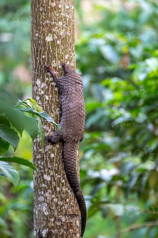 Pangolin climbing a tree, white-bellied pangolin (Phataginus tricuspis, Manis tricuspis), Western Region, Pangolin Rescue Center, Uganda