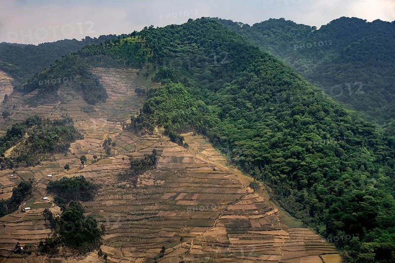 Contrast between forest and farmland, symbolic image of deforestation, loss of rainforest, jungle, Bwindi Impenetrable Forest National Park, Uganda