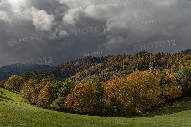 Vast green field features trees with gold and red leaves. The grey sky brings drama to this tranquil autumn mountain scene, with rolling hills in the background. Bas Rhin, Alsace, France