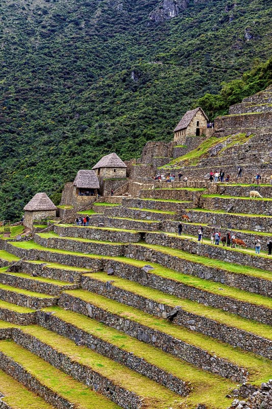 Stone terraces and houses in Machu Picchu with people and lush vegetation, The ruins of the Inca city of Machu Picchu in Peru