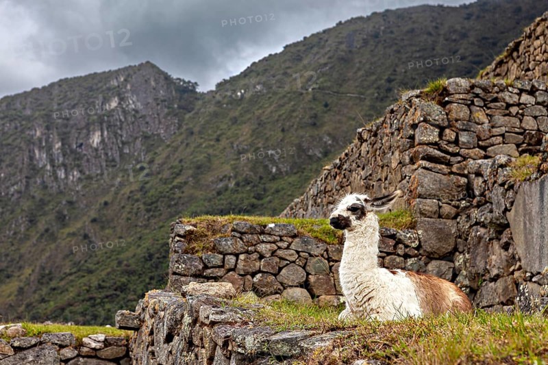 Inca ruins with a llama in the foreground surrounded by mountains and a cloudy sky, a llama in the ruins of the Inca city of Machu Picchu in Peru