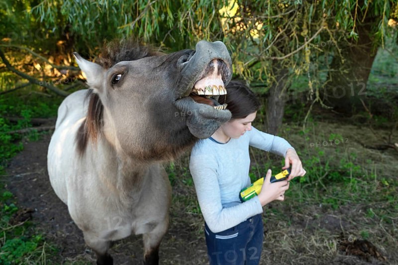 Howling horse, next to a young girl in the pasture, Othenstorf, Mecklenburg-Western Pomerania, Germany