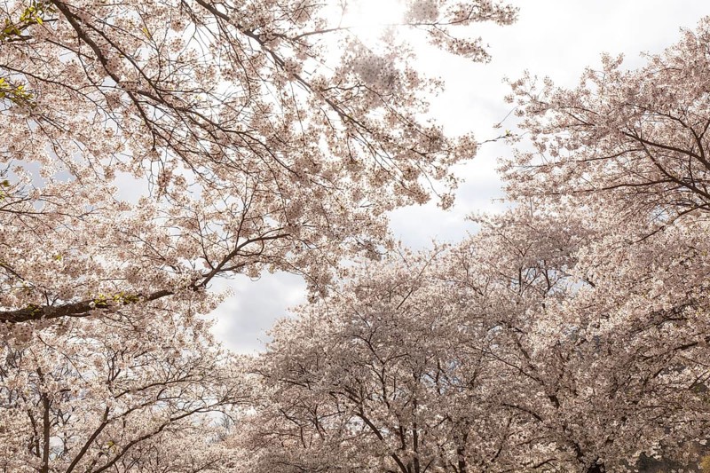 White-blooming cherry trees in spring on Rose Island in Bad Kreuznach, Germany