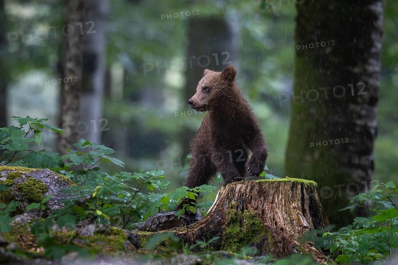 European brown bear (Ursus arctos arctos), young animal in the forest, Notranjska region, Slovenia