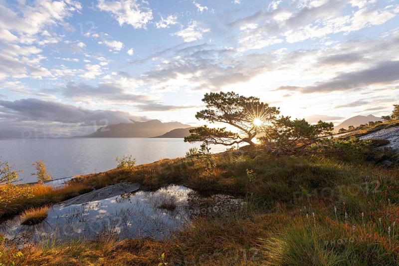 Scots pine with sun stars on the Norwegian fjord. Sunrise at Bodø, Nordland, Norway