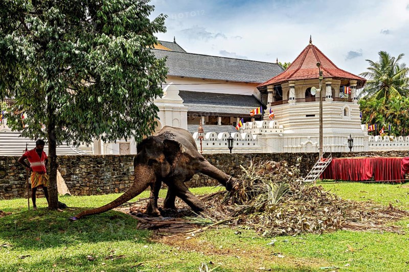 An elephant and a person next to a historic building with tropical vegetation, A chained temple elephant in the Temple of the Tooth in Kandy Sri Lanka