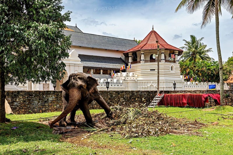 An elephant stands in front of a historic building in a tropical setting, a chained temple elephant in the Temple of the Tooth in Kandy Sri Lanka