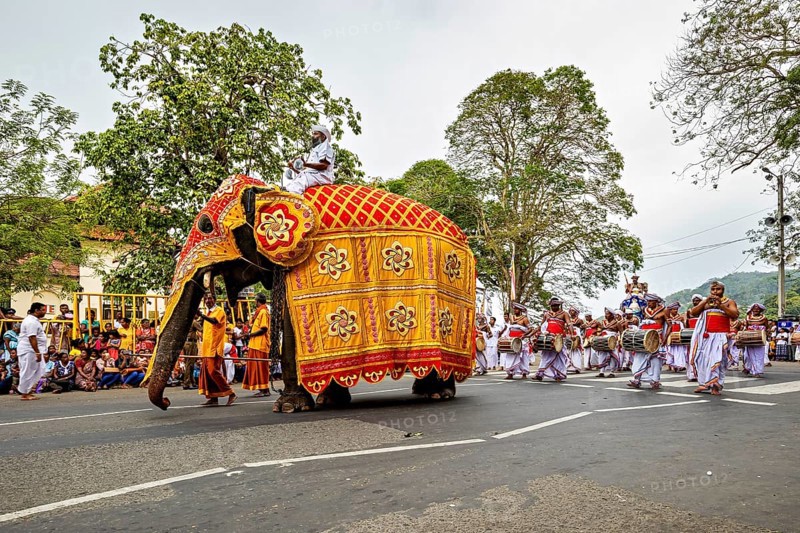 Decorated elephant and drummer at a lively parade on a street, The Perahera Parade in Kandy Sri Lanka