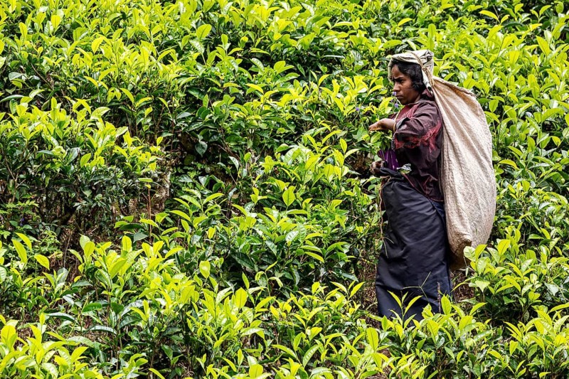 Female worker with large sack picking tea leaves in a green tea field, tea picker in a tea plantation in the highlands near Kandy Sri Lanka
