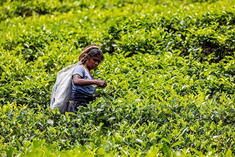 Person harvests tea in a lush green tea plantation field, tea picker in a tea plantation in the highlands near Kandy Sri Lanka