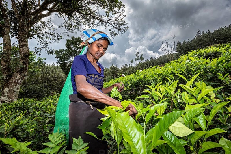A woman is picking leaves in a green tea plantation under a cloudy sky, a tea picker in a tea plantation in the highlands near Kandy Sri Lanka