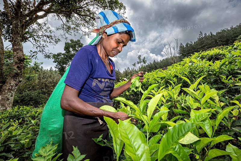 A woman harvesting tea leaves under dramatic skies in a plantation, tea picker in a tea plantation in the highlands near Kandy Sri Lanka