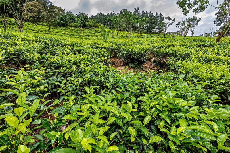 Lush tea plantation spread over rolling hills, surrounded by scattered trees and thick vegetation, tea plantation in the highlands near Kandy Sri Lanka
