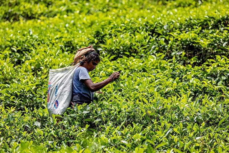 Female worker picking tea in an extensive tea field under bright skies, tea picker in a tea plantation in the highlands near Kandy Sri Lanka