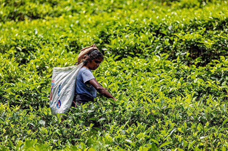 Woman harvesting tea in a lush green tea garden in bright sunshine, tea picker in a tea plantation in the highlands near Kandy Sri Lanka