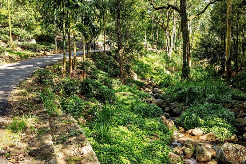 A natural trail through a sunlit forest with a small stream, The forest in the highlands near Kandy Sri Lanka