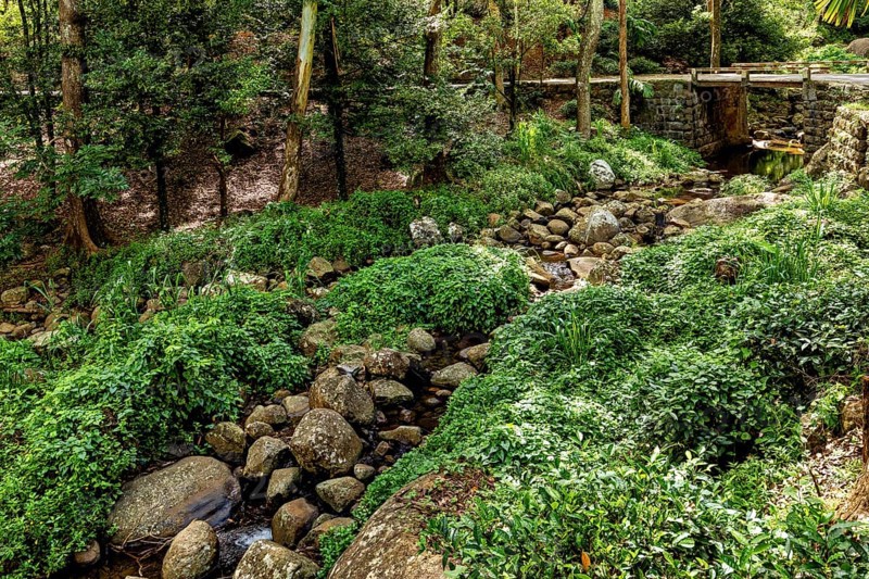 A quiet forest with a small stream surrounded by green plants and a stone bridge, The forest in the highlands near Kandy Sri Lanka