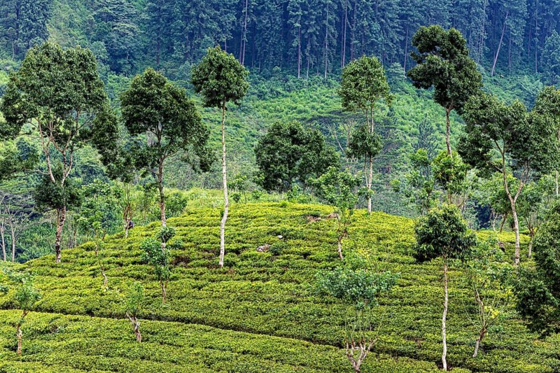 Gently rising tea plantation, surrounded by tall trees and forest, situated on a slope, tea plantation in the highlands near Kandy Sri Lanka