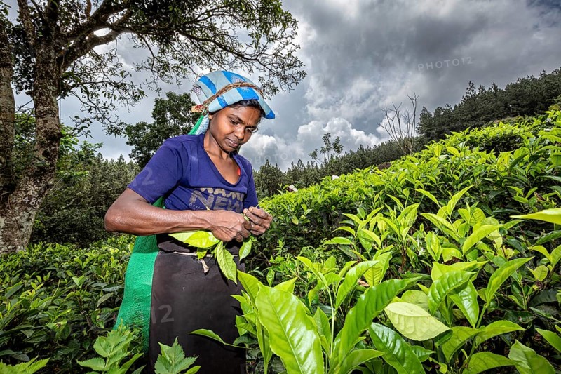 A woman carefully collects tea leaves in the middle of a green tea plantation, tea picker in a tea plantation in the highlands near Kandy Sri Lanka