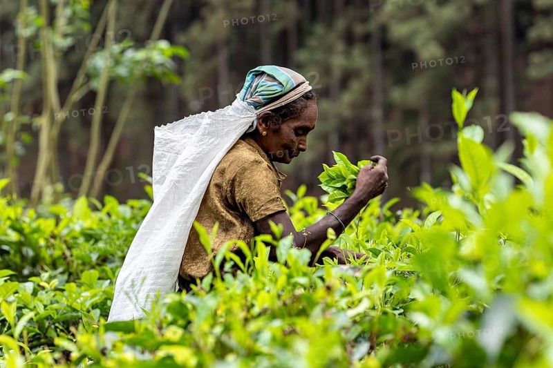 Worker focuses on harvesting tea surrounded by living foliage, tea picker in a tea plantation in the highlands near Kandy Sri Lanka