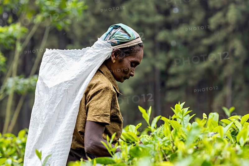 Woman concentrates on picking tea leaves in the midst of thick vegetation, tea picker in a tea plantation in the highlands near Kandy Sri Lanka