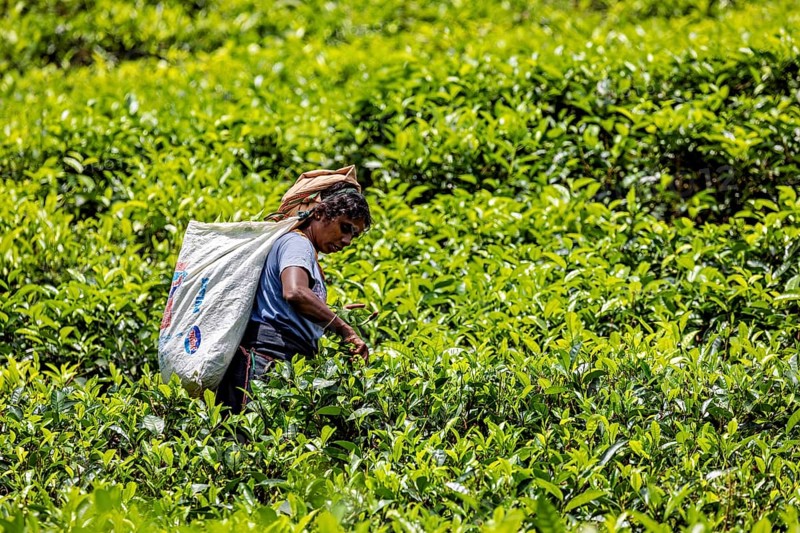 Person picking tea in a green field in the middle of a wide tea plantation, tea picker in a tea plantation in the highlands near Kandy Sri Lanka