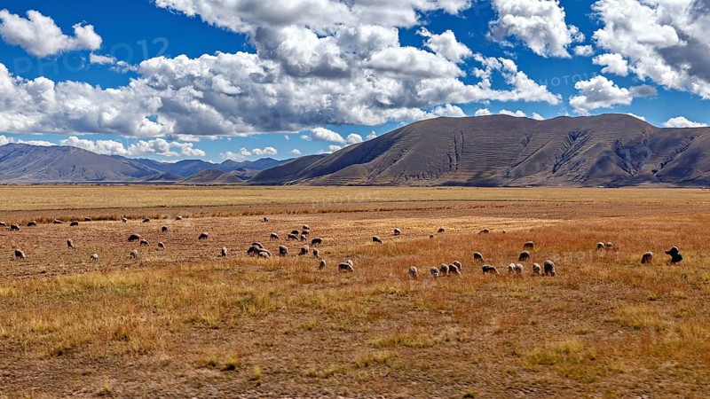 Flock of sheep in a vast meadow in front of rolling mountains under a cloudy sky, the landscape in the highlands of Peru