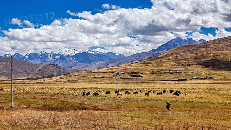 Cows graze in a large meadow against a mountain backdrop under cloudy sky, The landscape in the highlands of Peru
