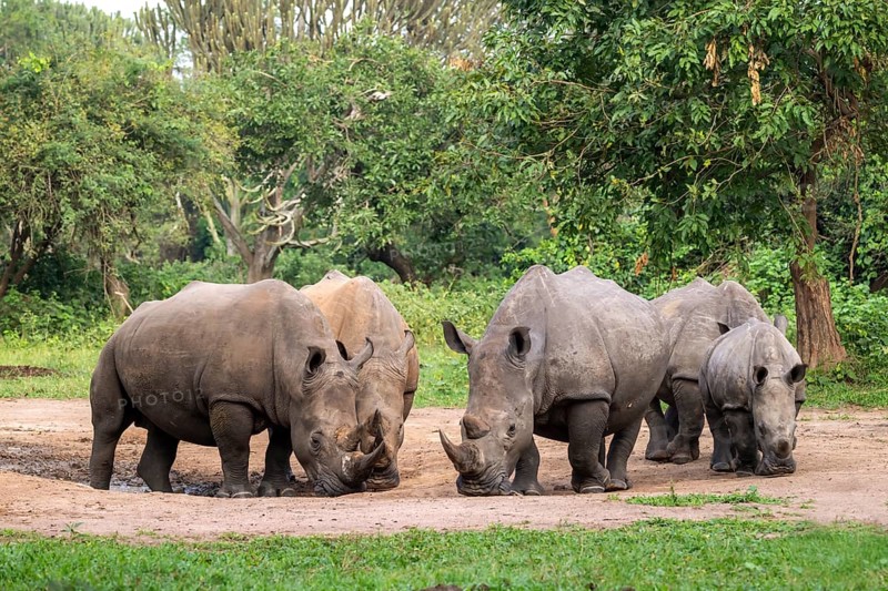 Southern white rhino (Ceratotherium simum simum), several animals at a watering hole, Ziwa Rhino Sanctuary, Uganda