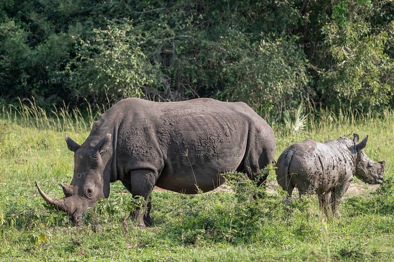 Southern white rhino (Ceratotherium simum simum) with juvenile, Ziwa Rhino Sanctuary, Uganda