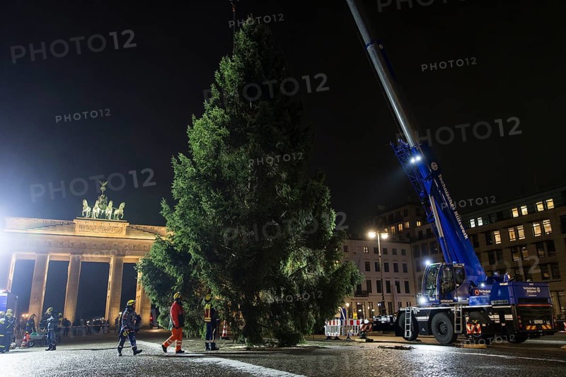 THW volunteers set up the Christmas tree delivered from Thuringia in front of the Brandenburg Gate, Berlin, 24.11.2025