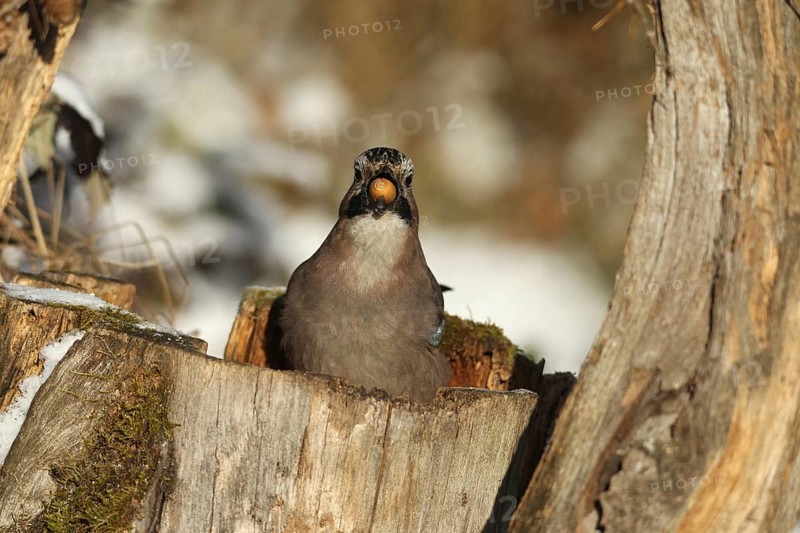 Eurasian Jay (Garrulus glandarius) with acorn (Quercus) in its beak, feeding in the forest during winter, Allgäu, Bavaria, Germany, Allgäu, Bavaria, Germany