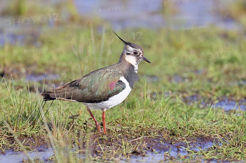 Lapwing (Vanellus vanellus), gorgeous dress, looking for food in a swampy meadow, wildlife, lembruch, ox moor, Dümmer nature park Park, Lower Saxony, Germany