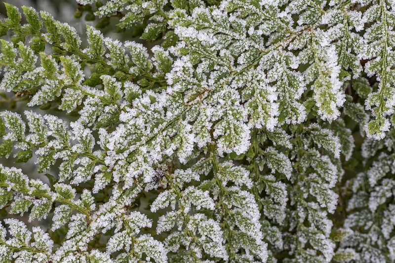 Fern (Polystichum setiferum) with hoarfrost, Emsland, Lower Saxony, Germany
